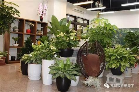 店面植物|店铺摆放什么植物好聚财